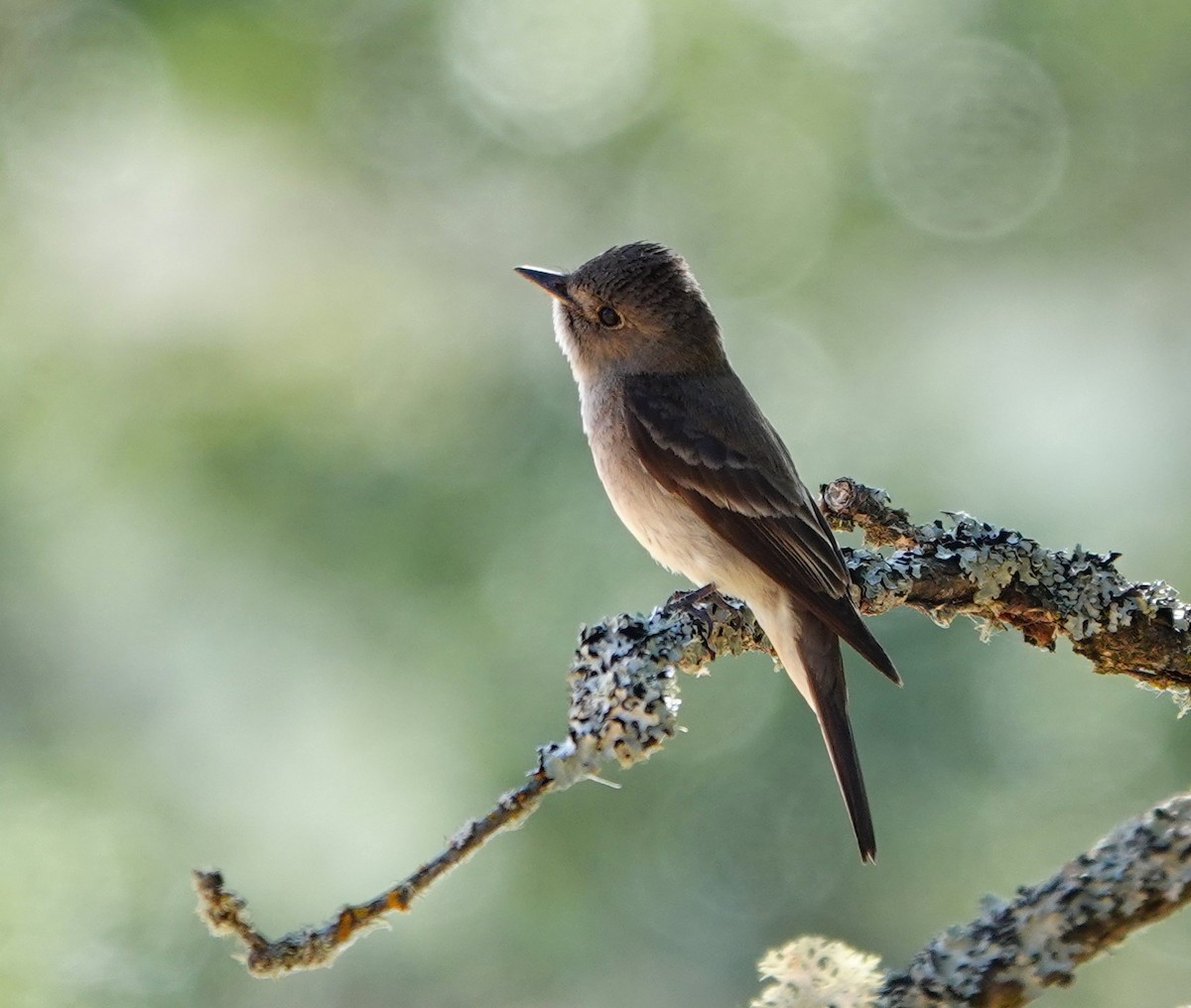 Western Wood-Pewee - ML622058165