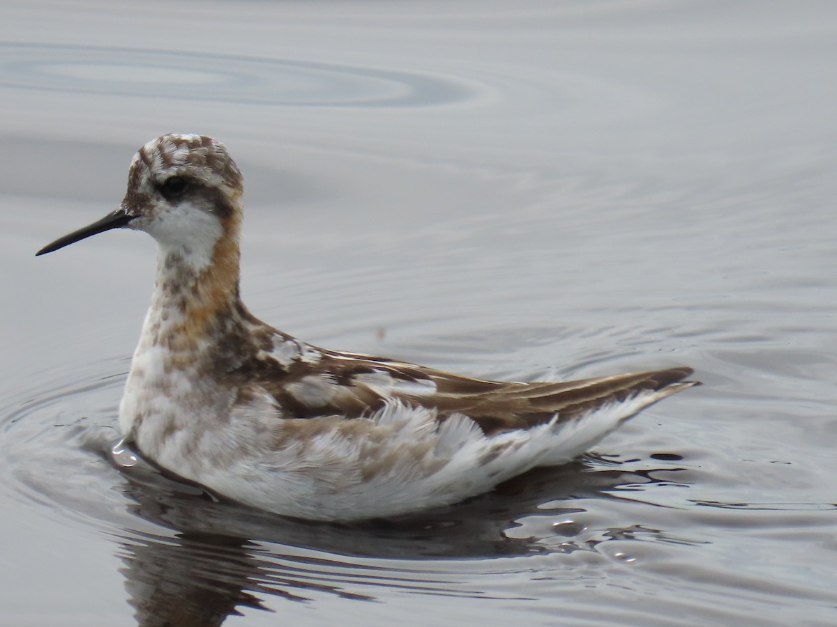 Red-necked Phalarope - Laura Burke