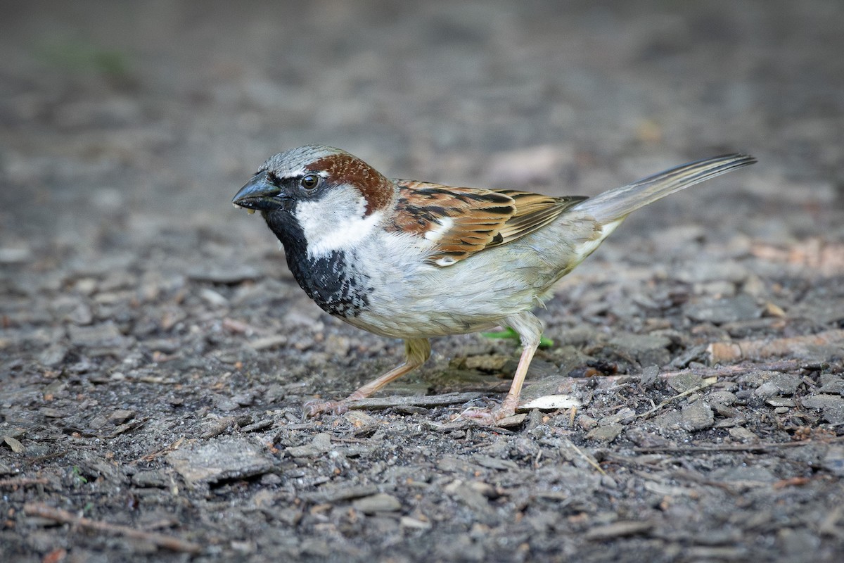 House Sparrow - Trevor Evans