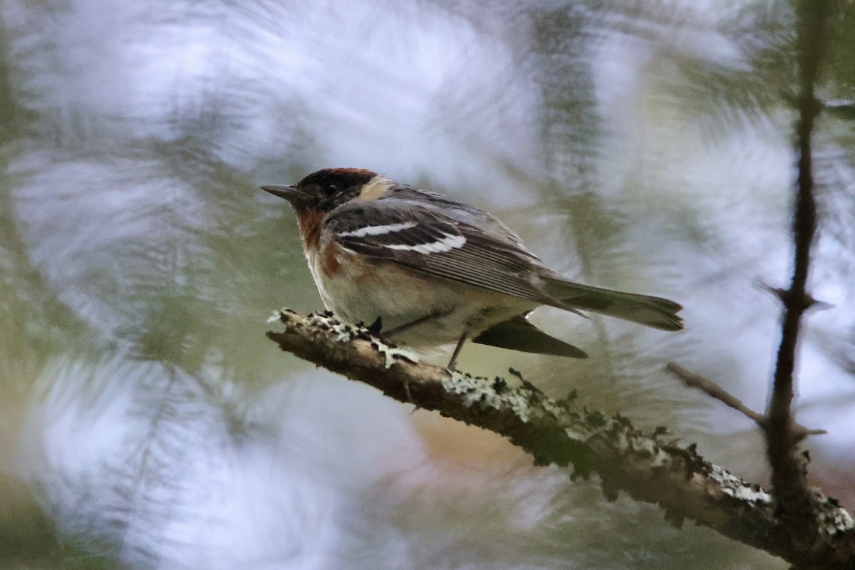 Braunkehl-Waldsänger - ML622058180