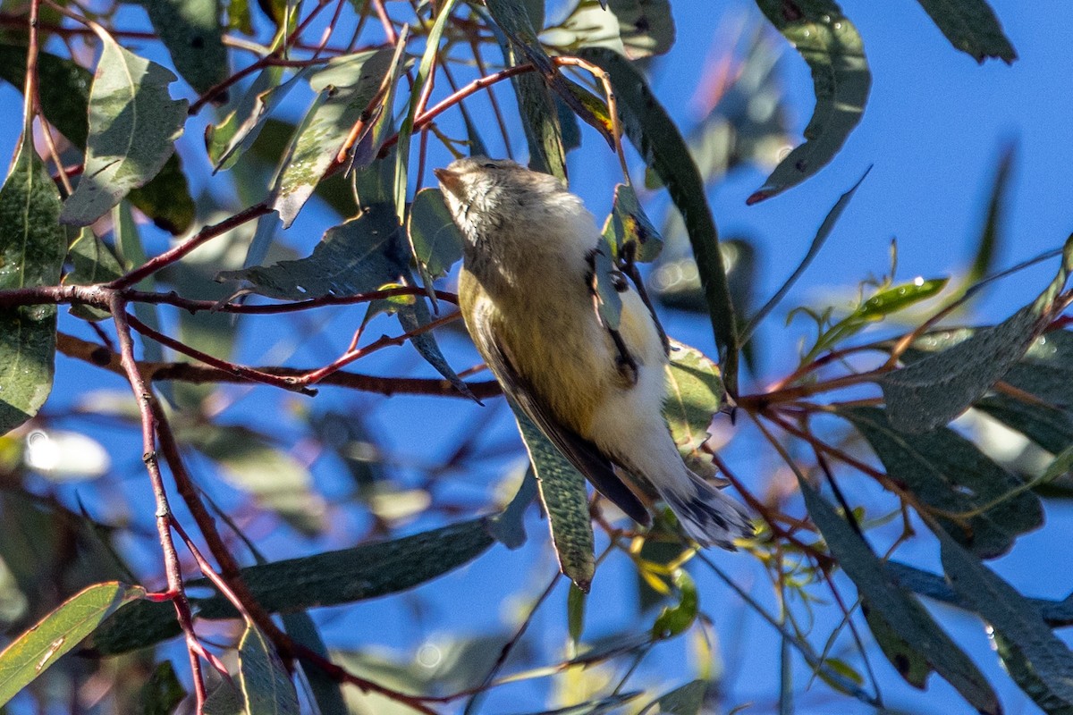 Weebill - ML622058181