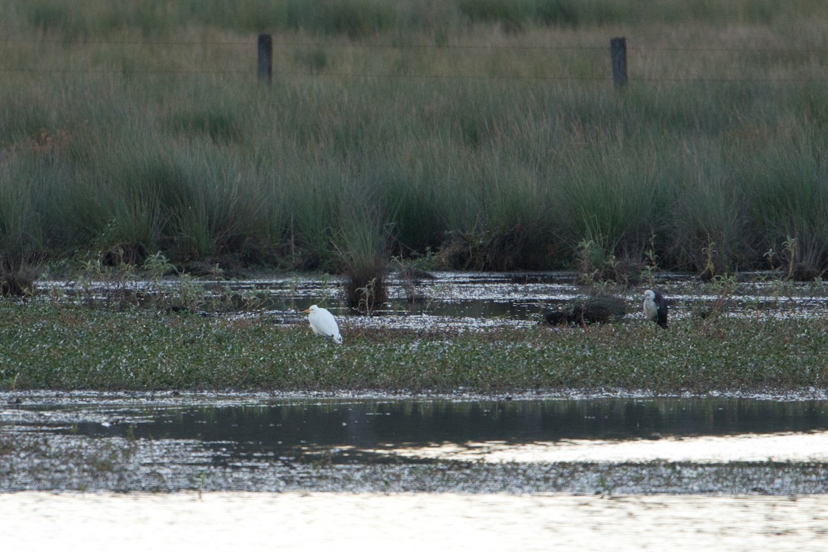 Plumed Egret - ML622058183