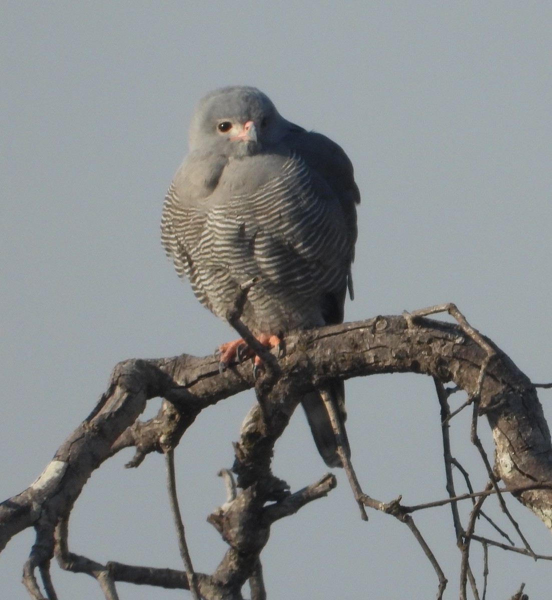 Gabar Goshawk - ML622058184