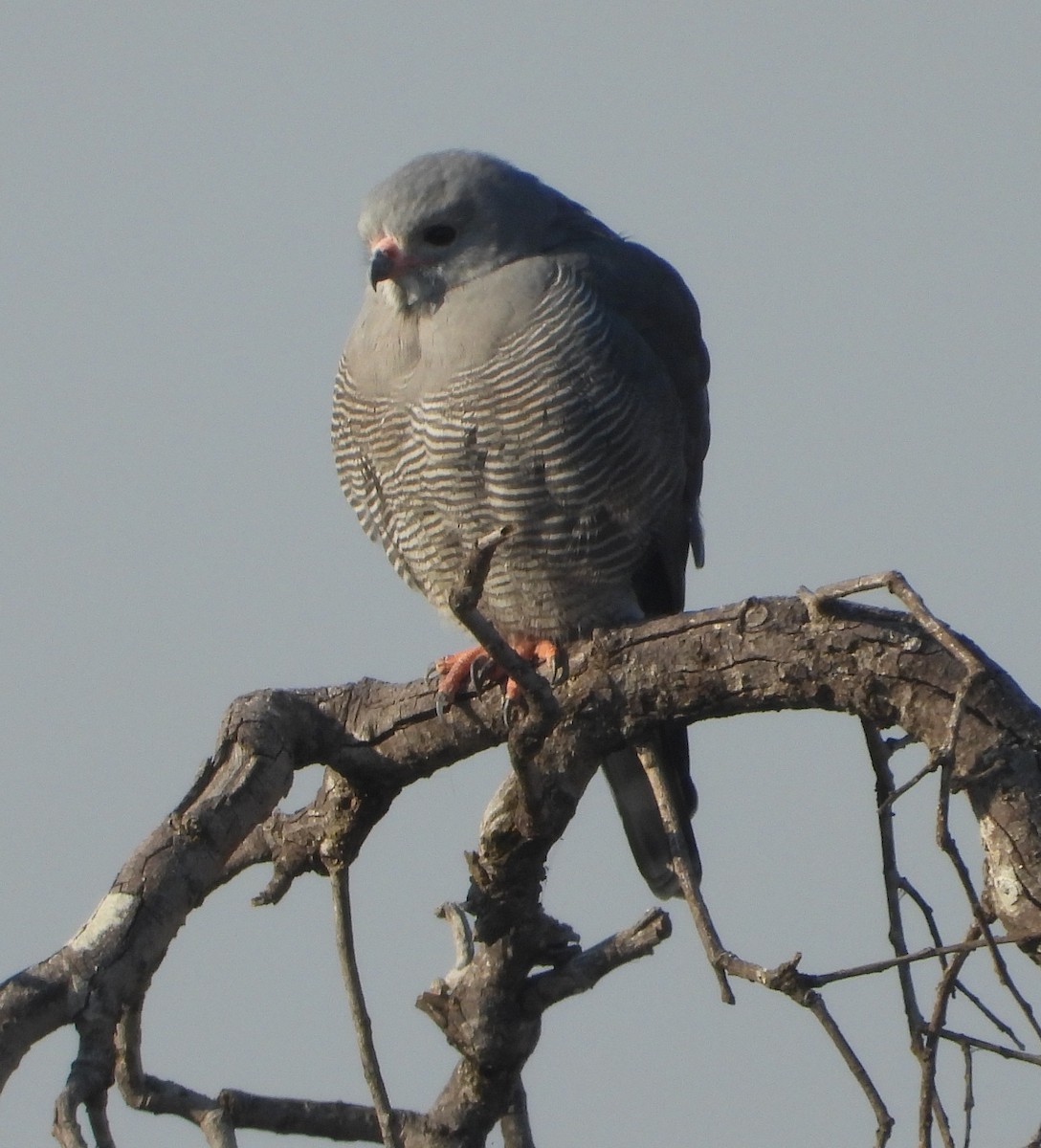 Gabar Goshawk - ML622058185