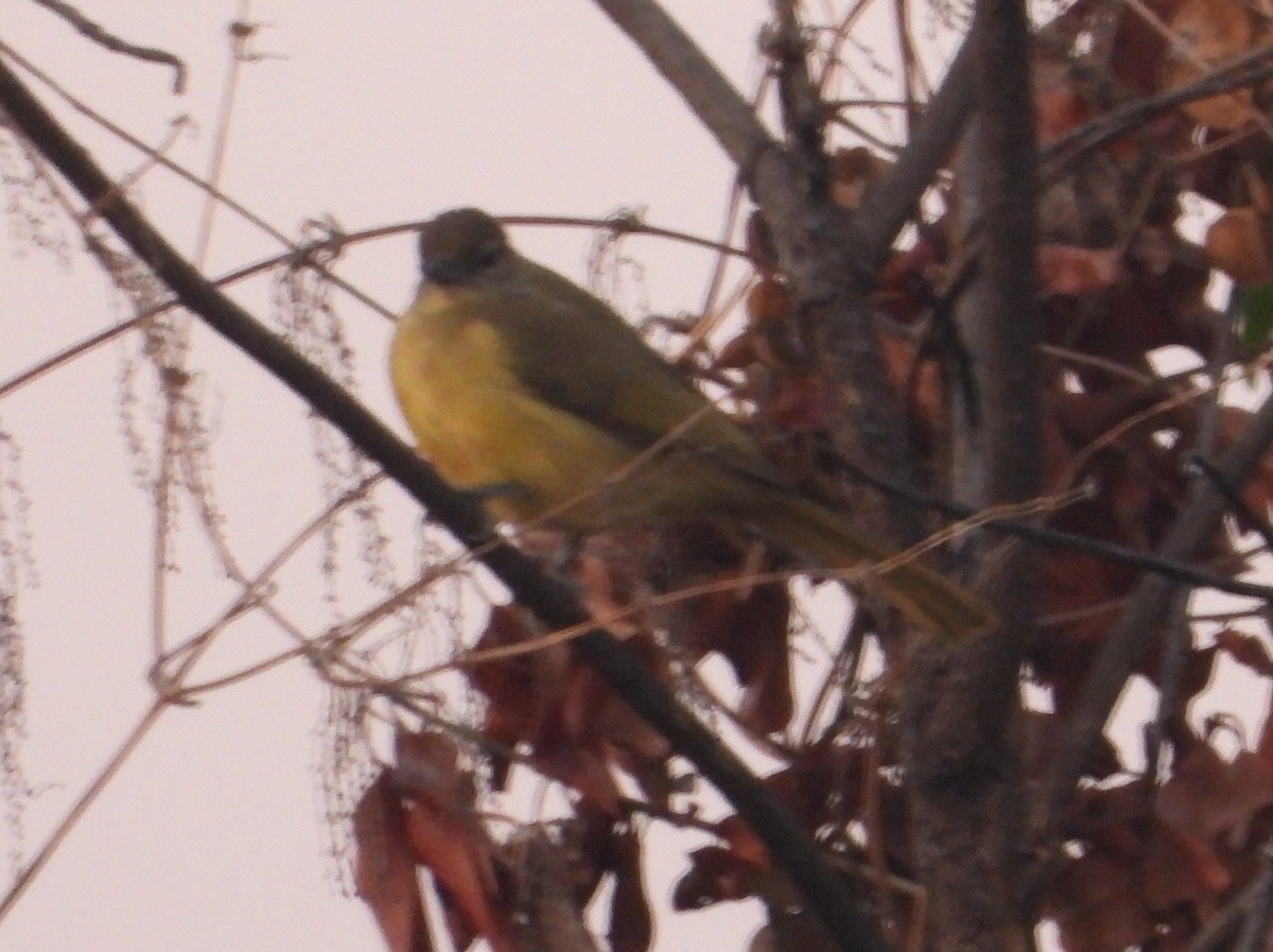 Yellow-bellied Greenbul - ML622058186