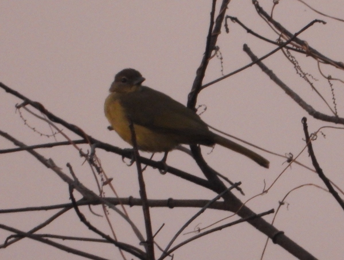 Yellow-bellied Greenbul - ML622058187