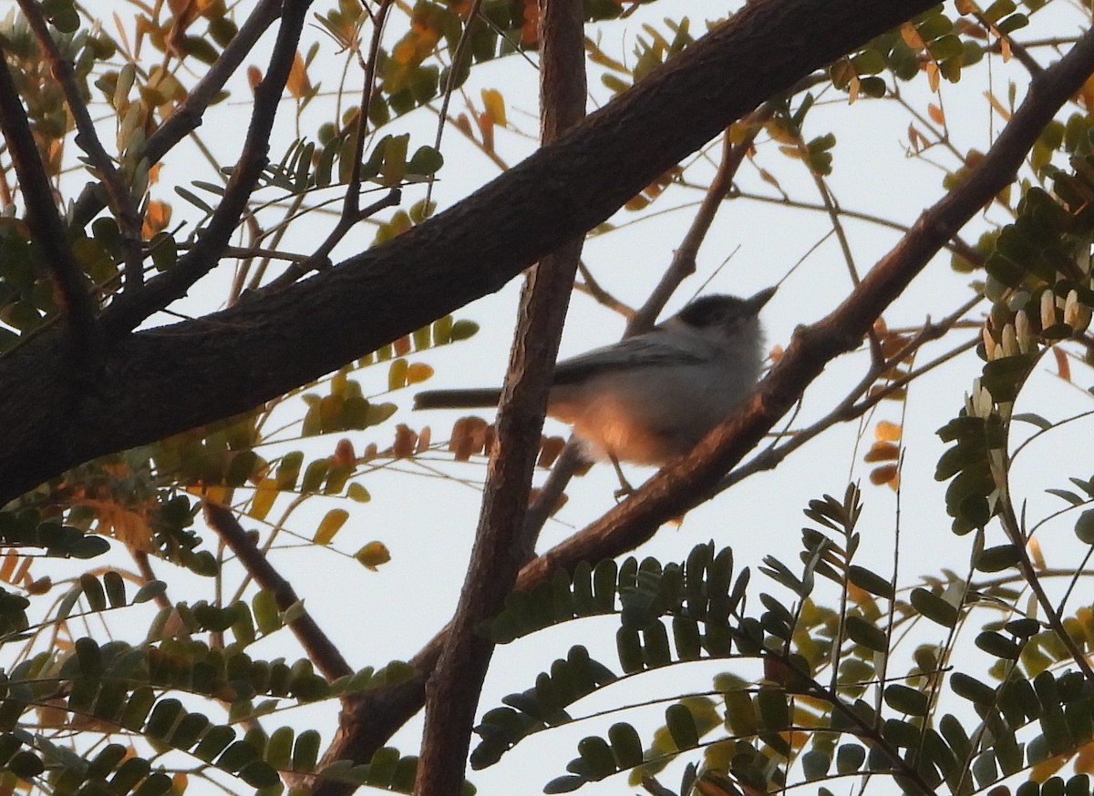 Black-backed Puffback - ML622058188