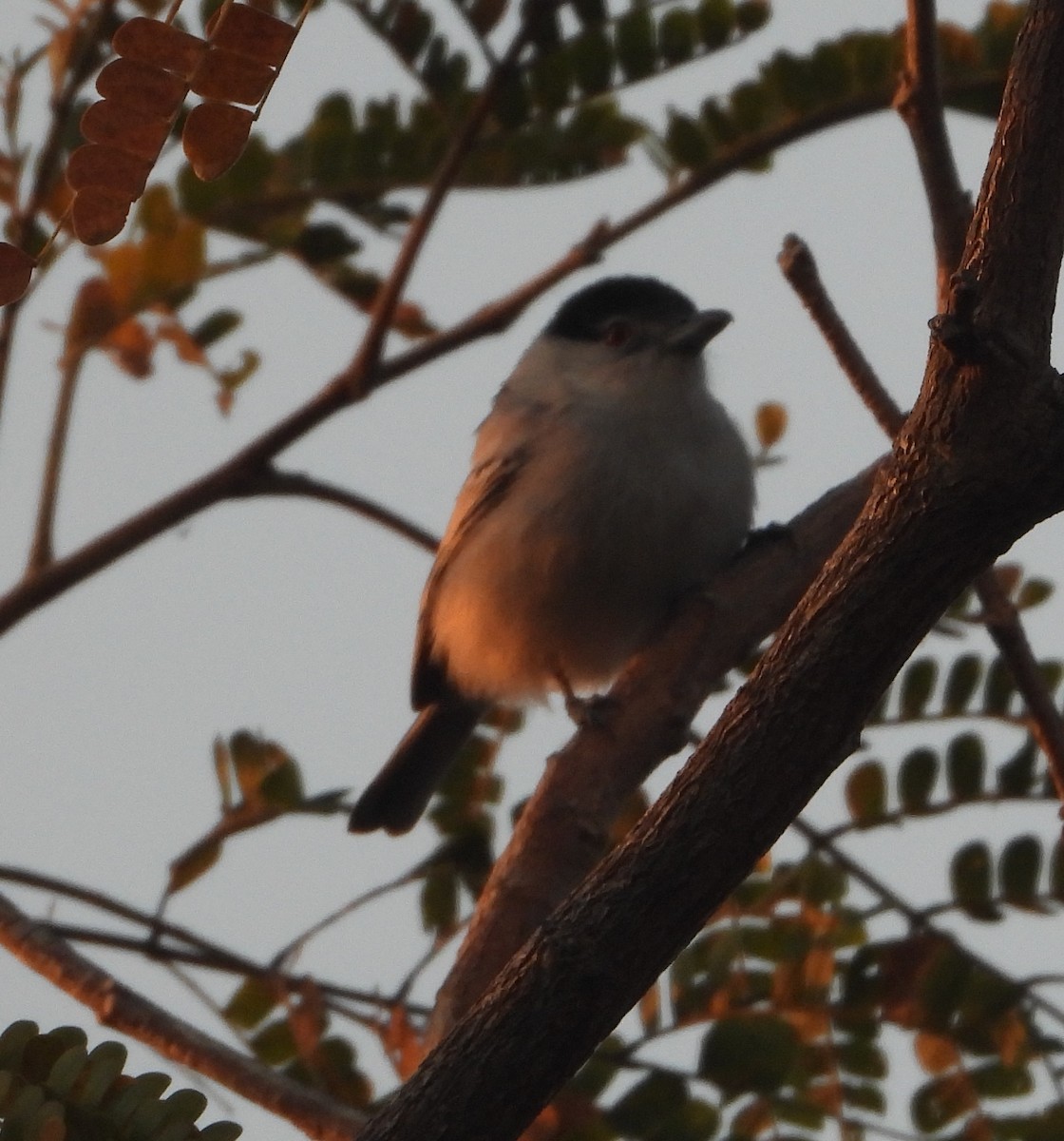 Black-backed Puffback - ML622058189