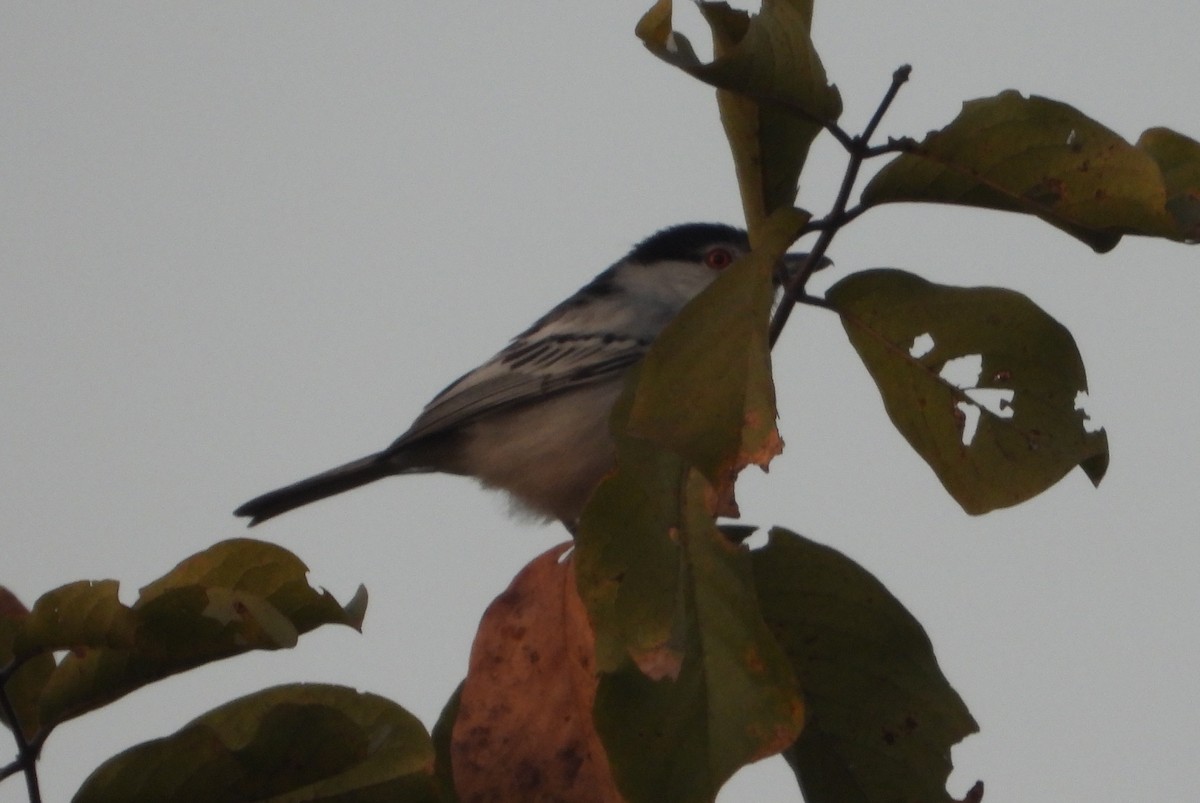 Black-backed Puffback - ML622058190