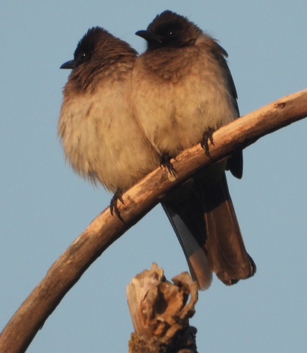 Common Bulbul - ML622058191