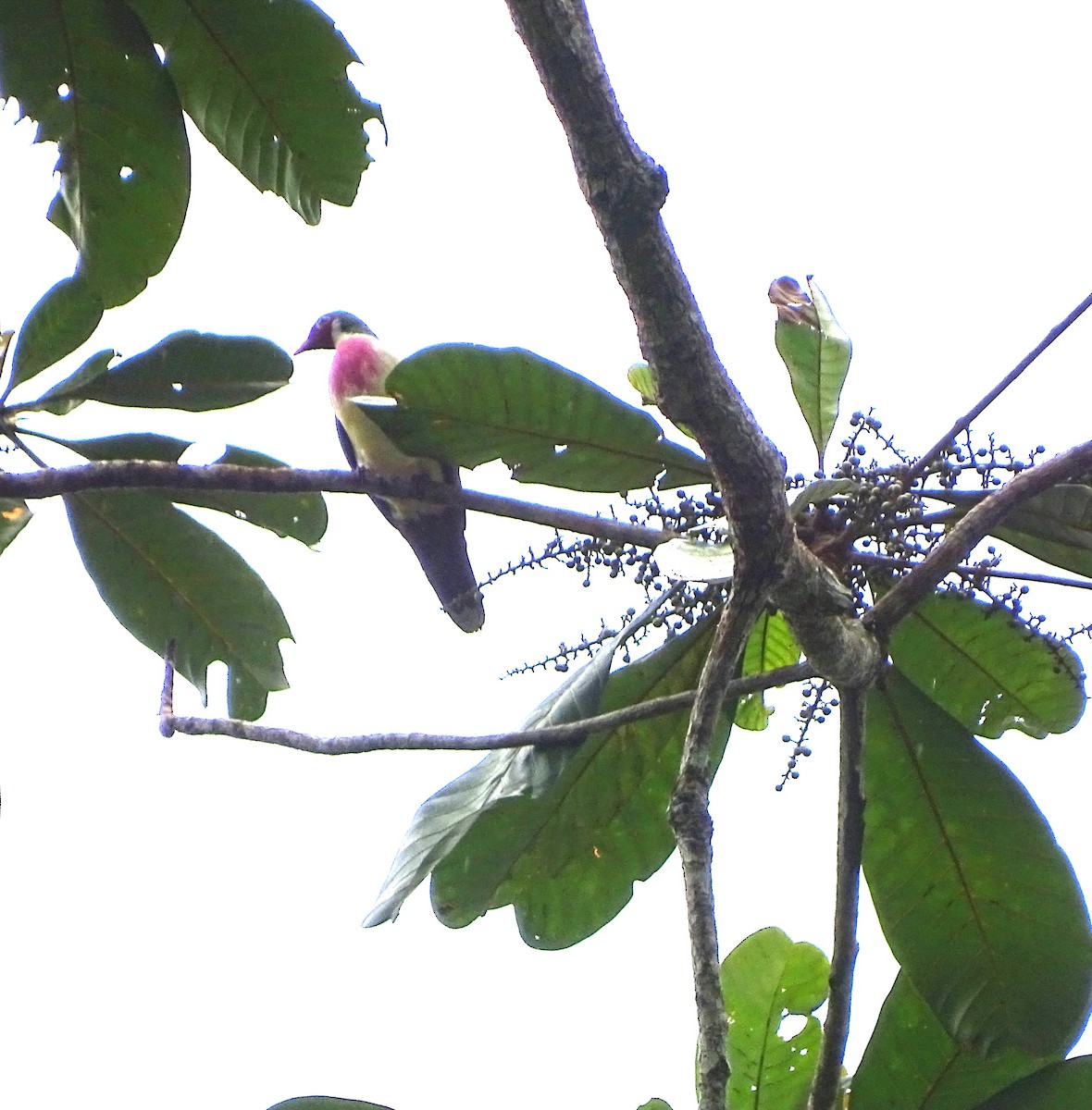 Jambu Fruit-Dove - Lai Wah Liu