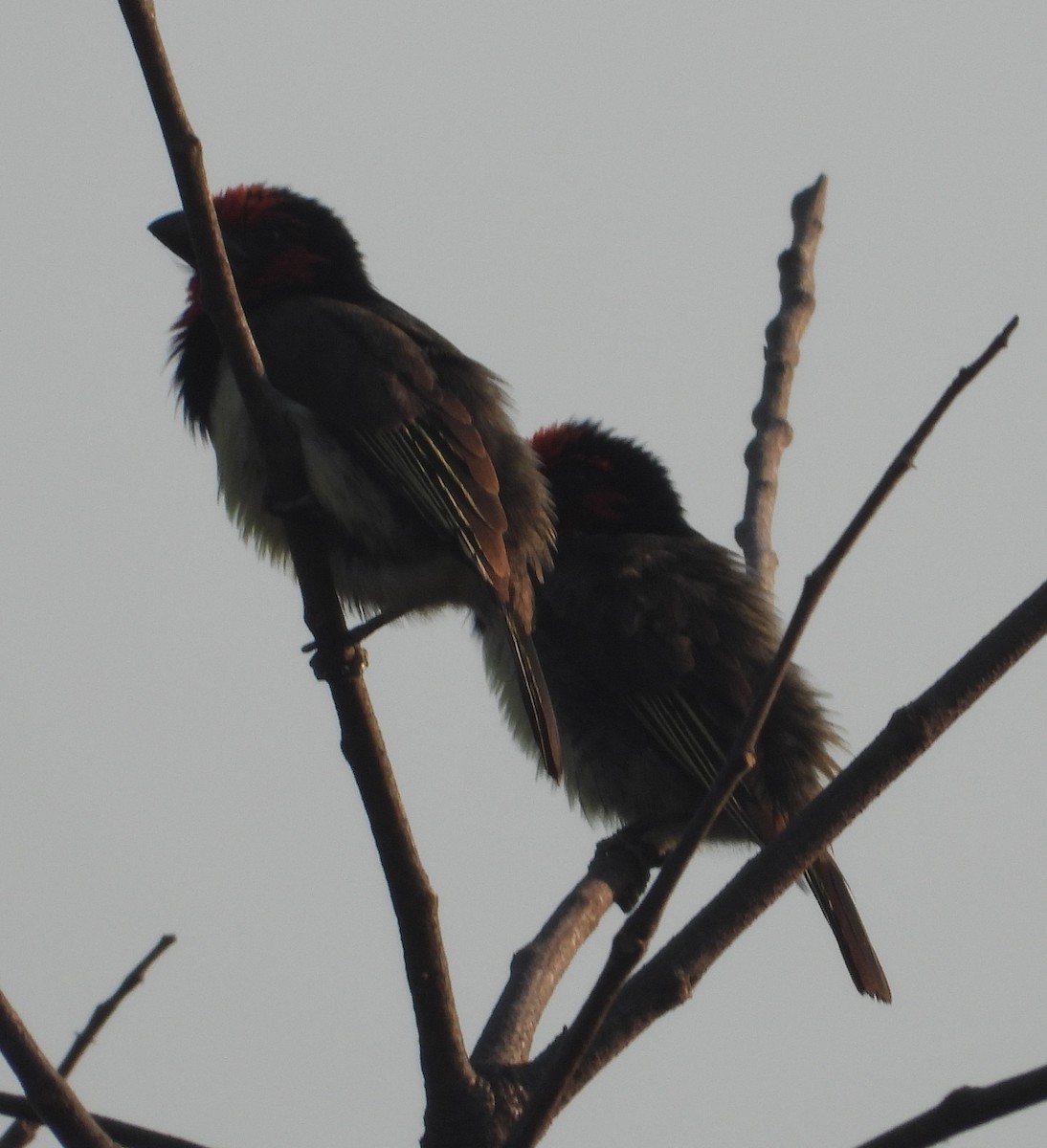 Black-collared Barbet - Rodney Macready