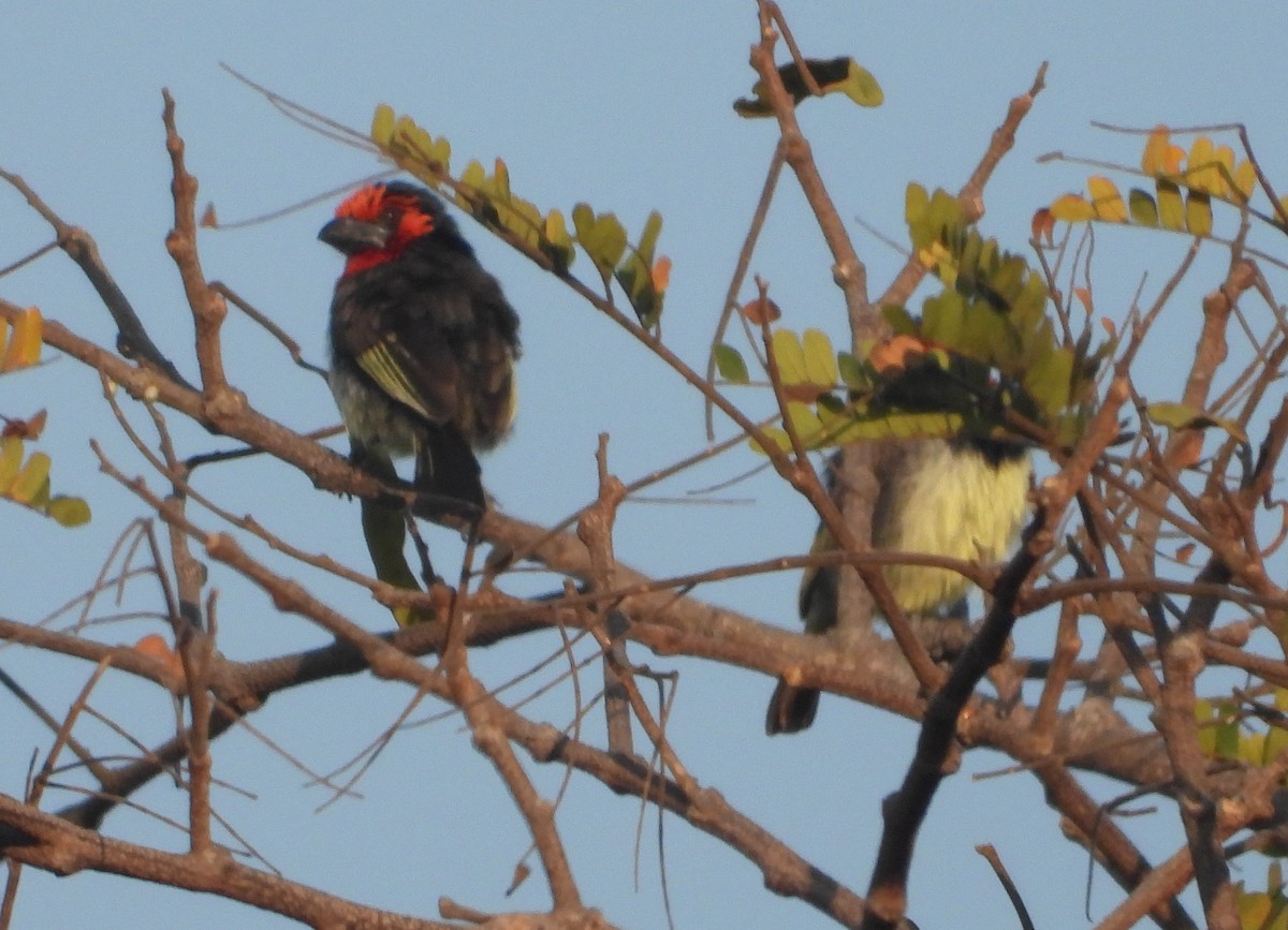 Black-collared Barbet - ML622058194