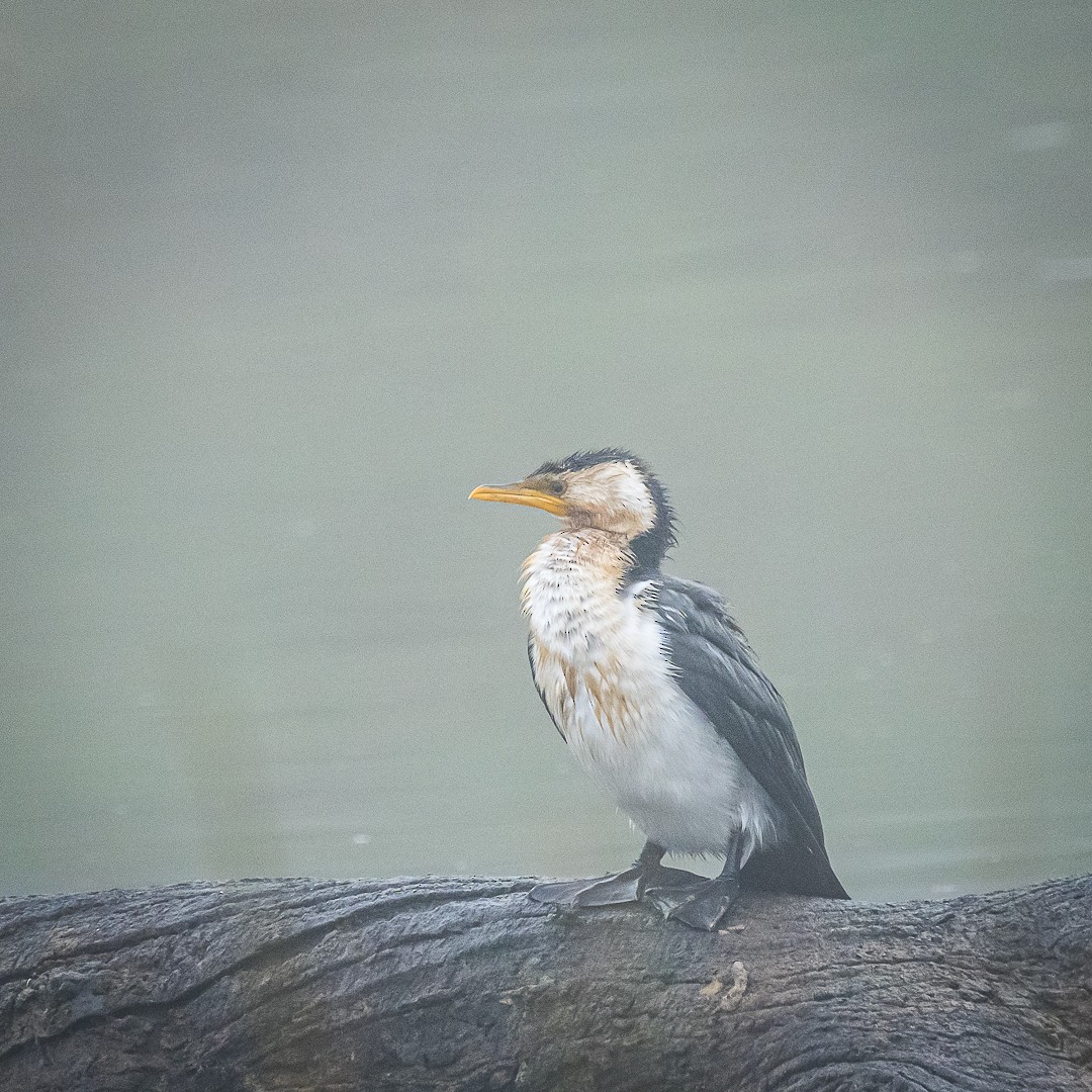 Little Pied Cormorant - ML622058195