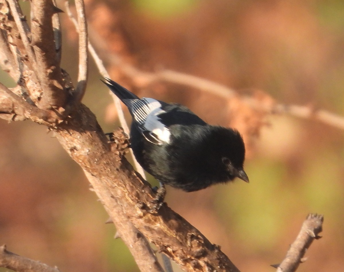 White-winged Black-Tit - Rodney Macready