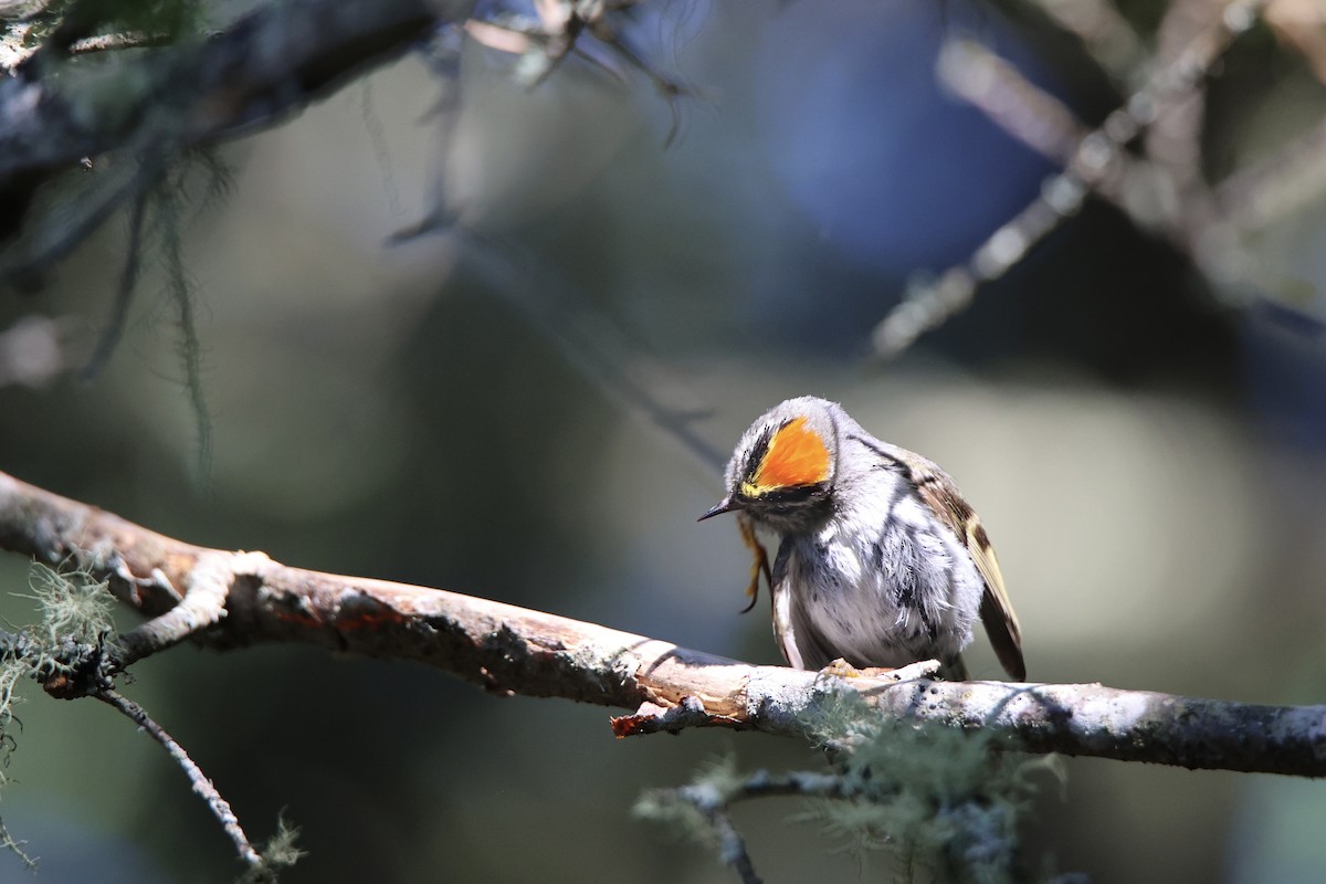 Golden-crowned Kinglet - ML622058199