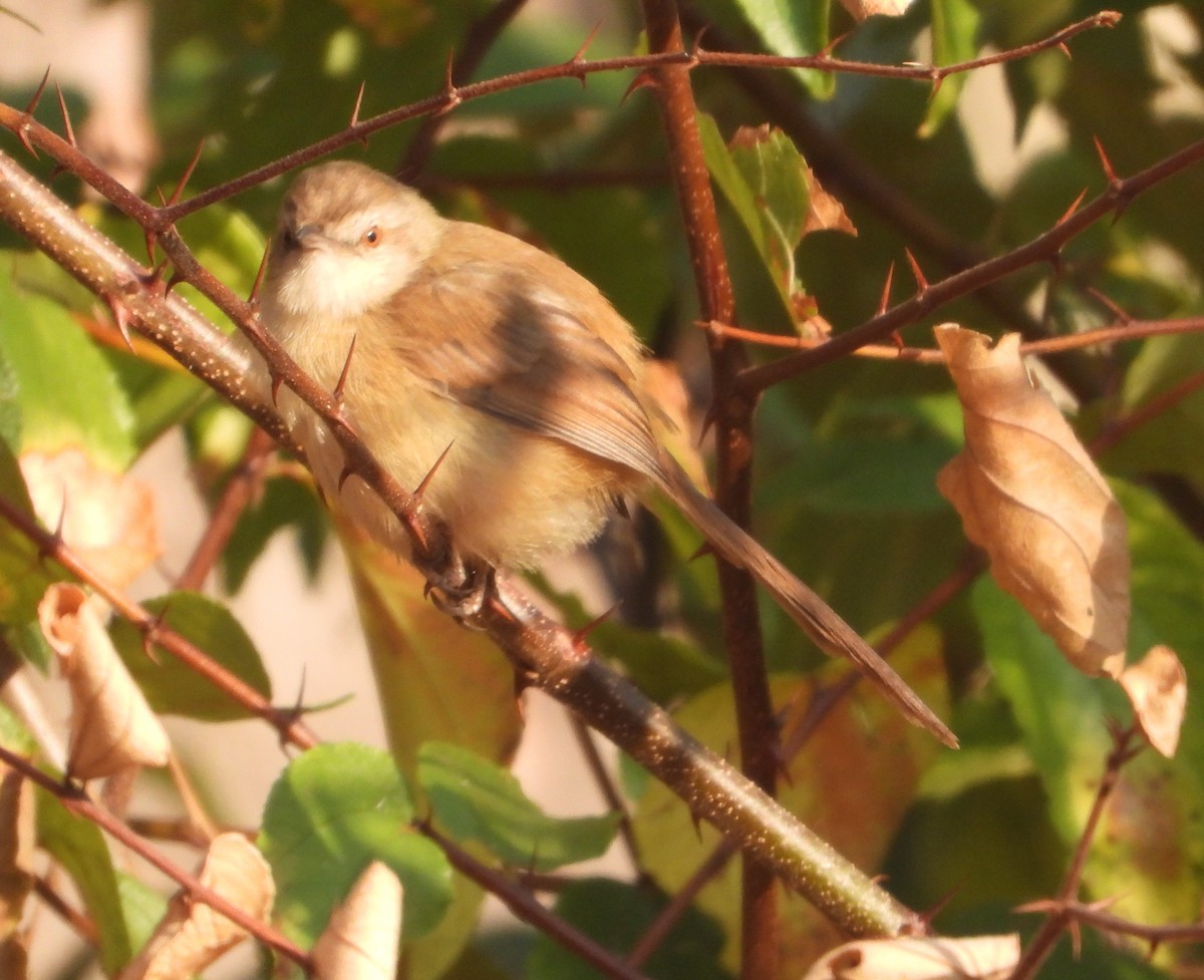 Tawny-flanked Prinia - ML622058200