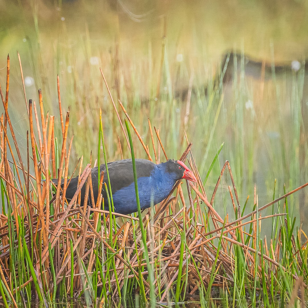 Australasian Swamphen - ML622058201