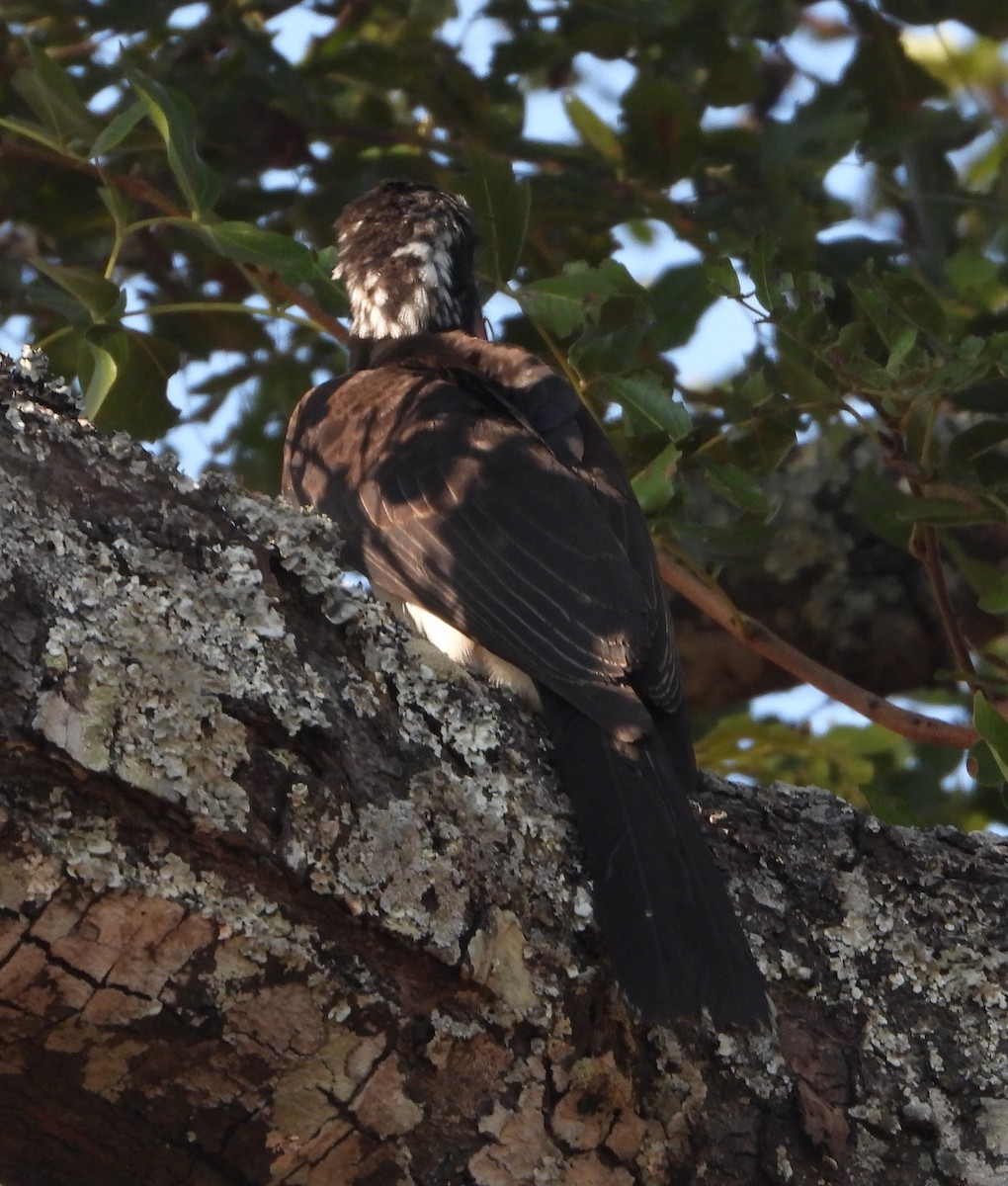 Crowned Hornbill - ML622058202