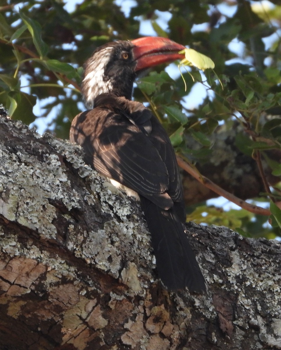 Crowned Hornbill - ML622058203