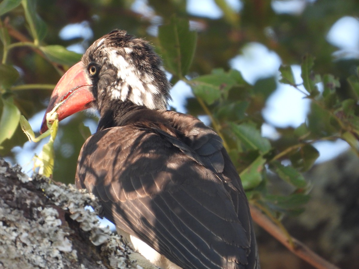 Crowned Hornbill - ML622058204