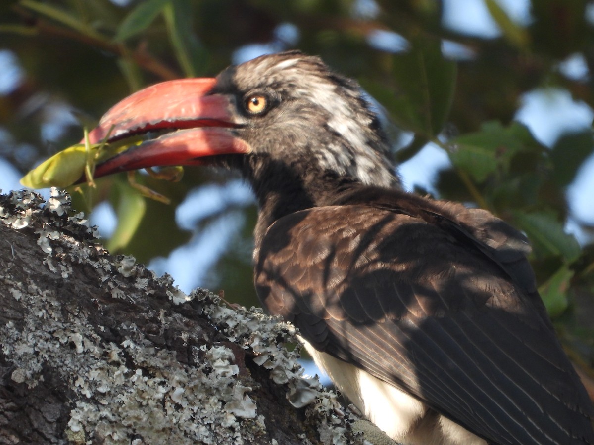 Crowned Hornbill - ML622058205