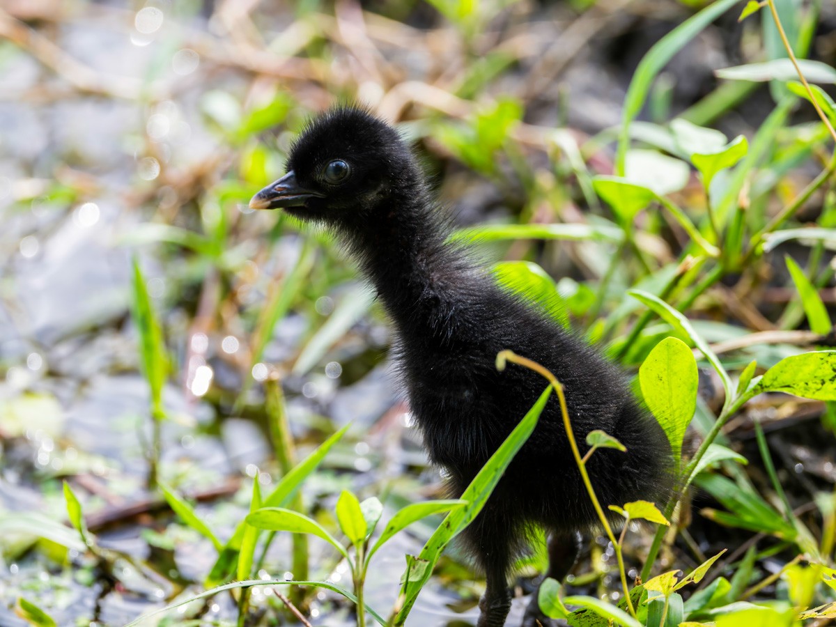 White-breasted Waterhen - ML622058206