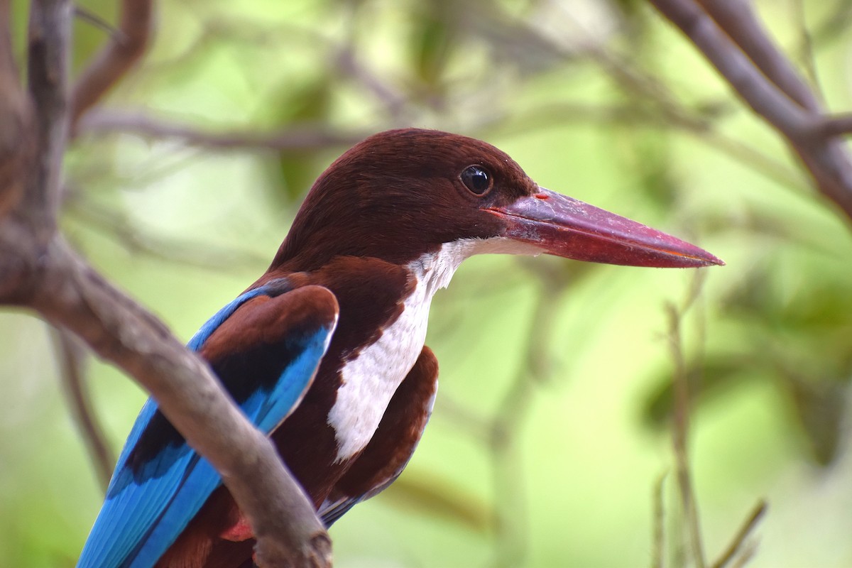 White-throated Kingfisher - ML622058207