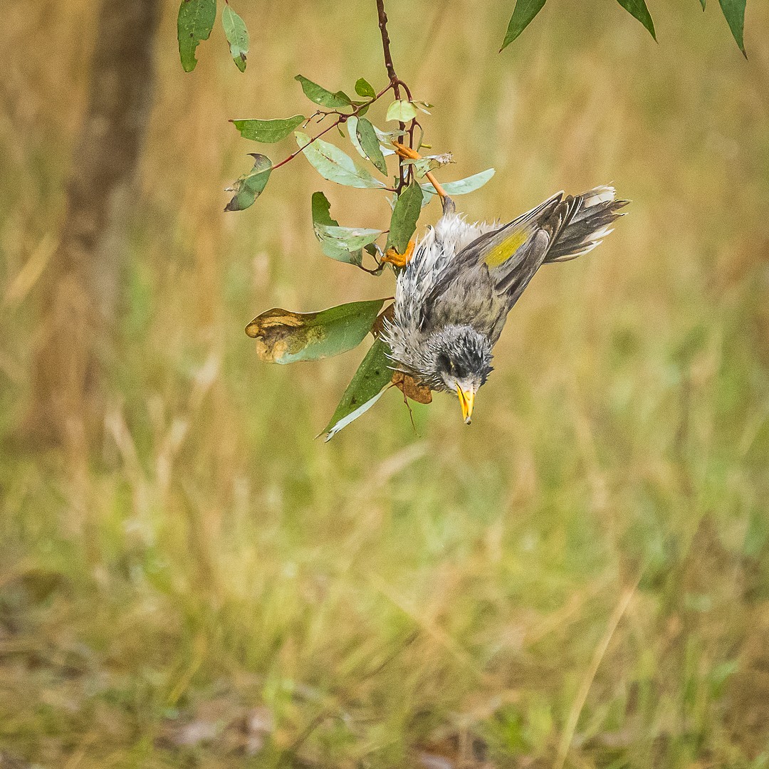 Noisy Miner - ML622058208