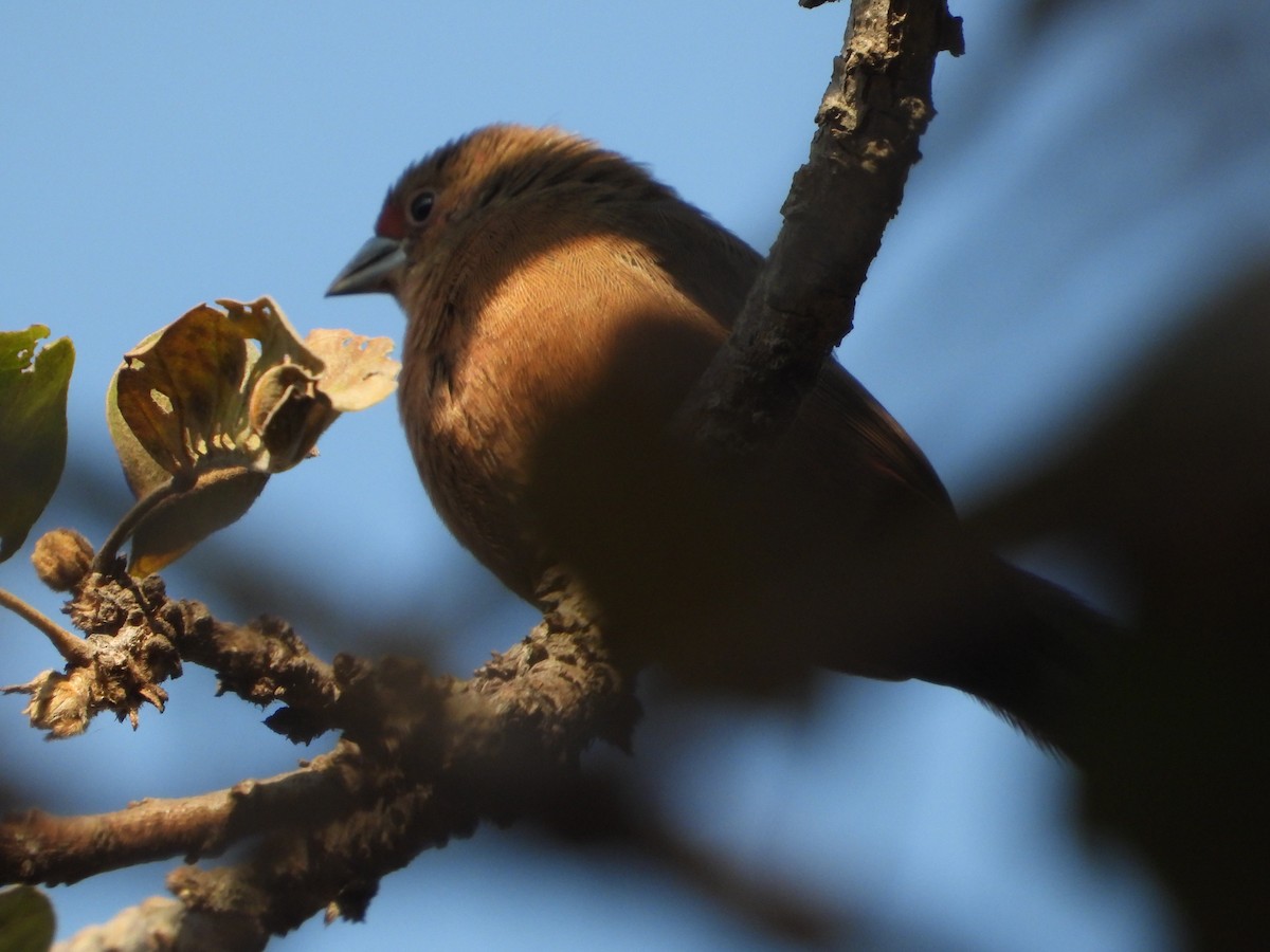 African Firefinch - ML622058209