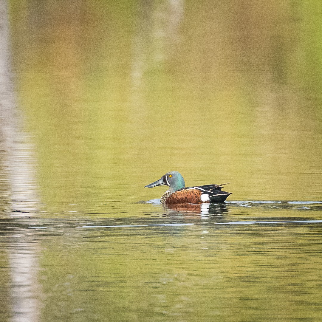 Australasian Shoveler - Kaye Kelly