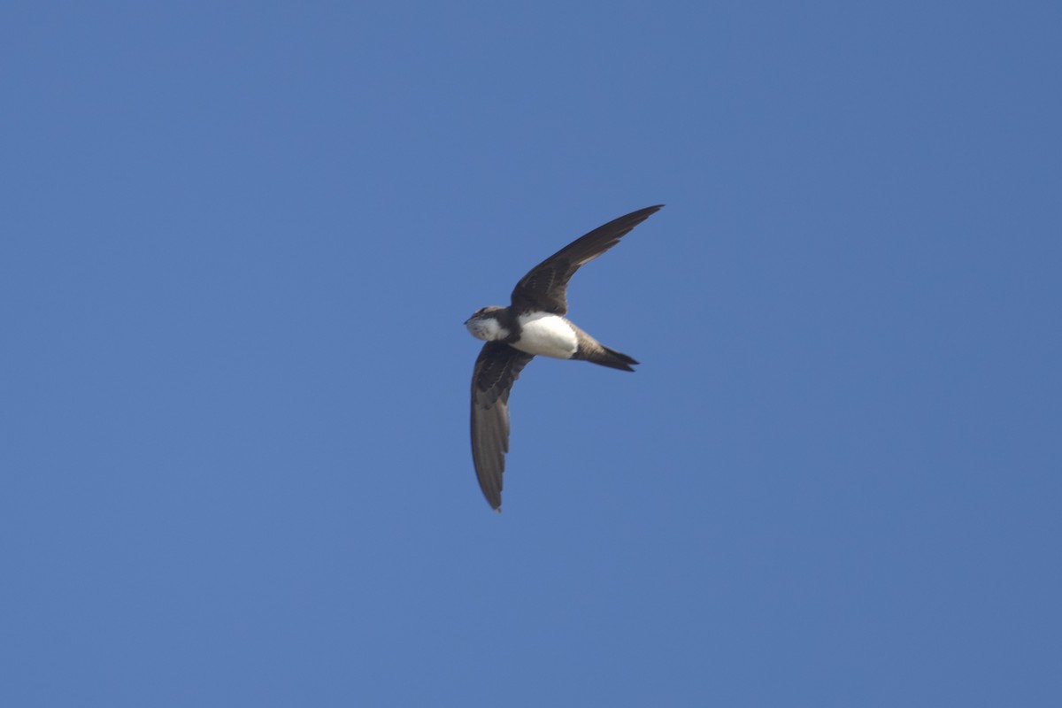 Alpine Swift - ML622058211