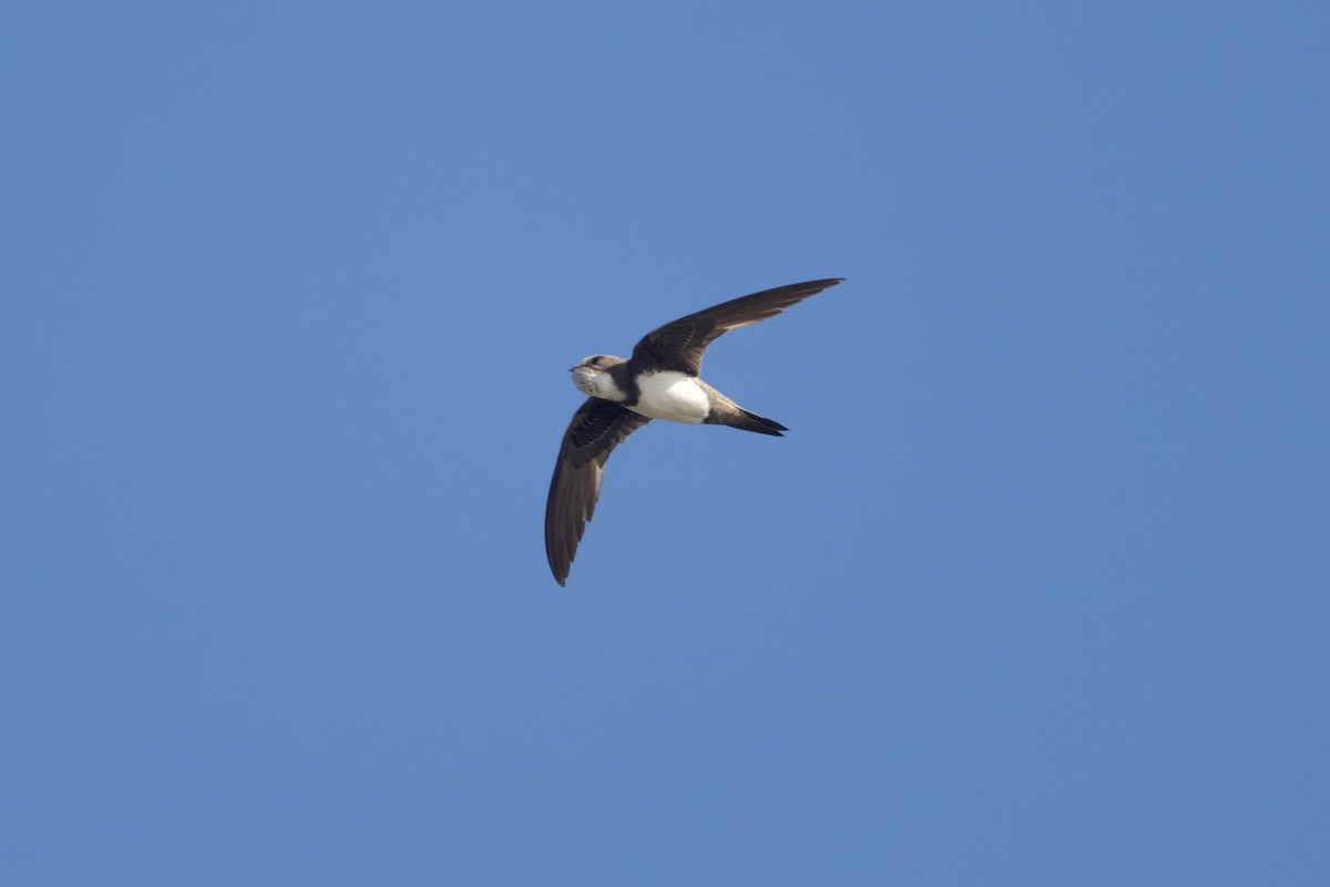 Alpine Swift - ML622058212