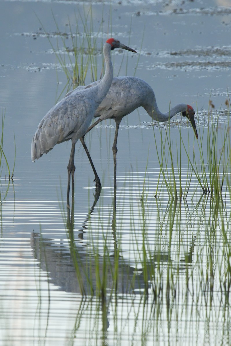 Brolga - ML622058216