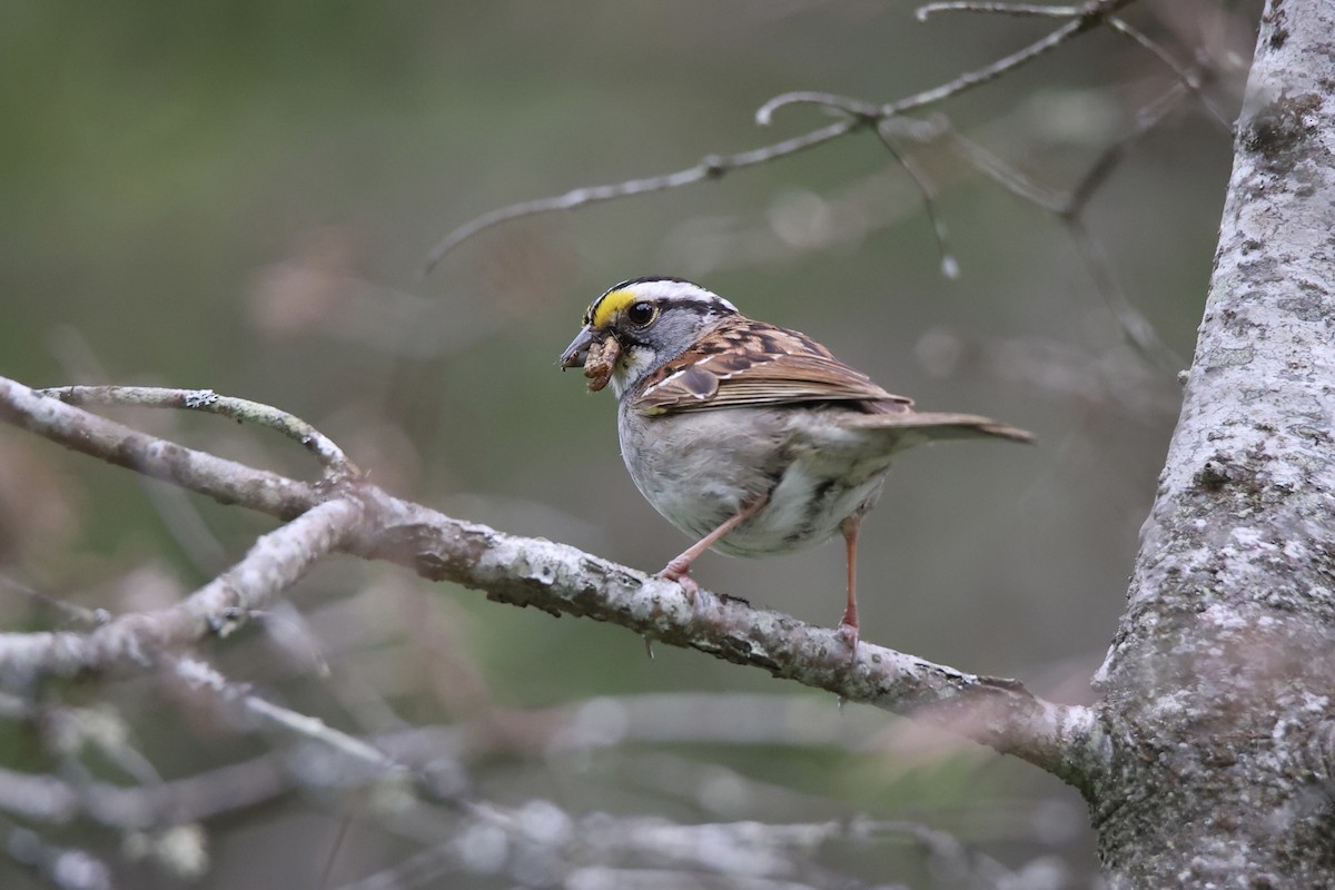 White-throated Sparrow - ML622058218