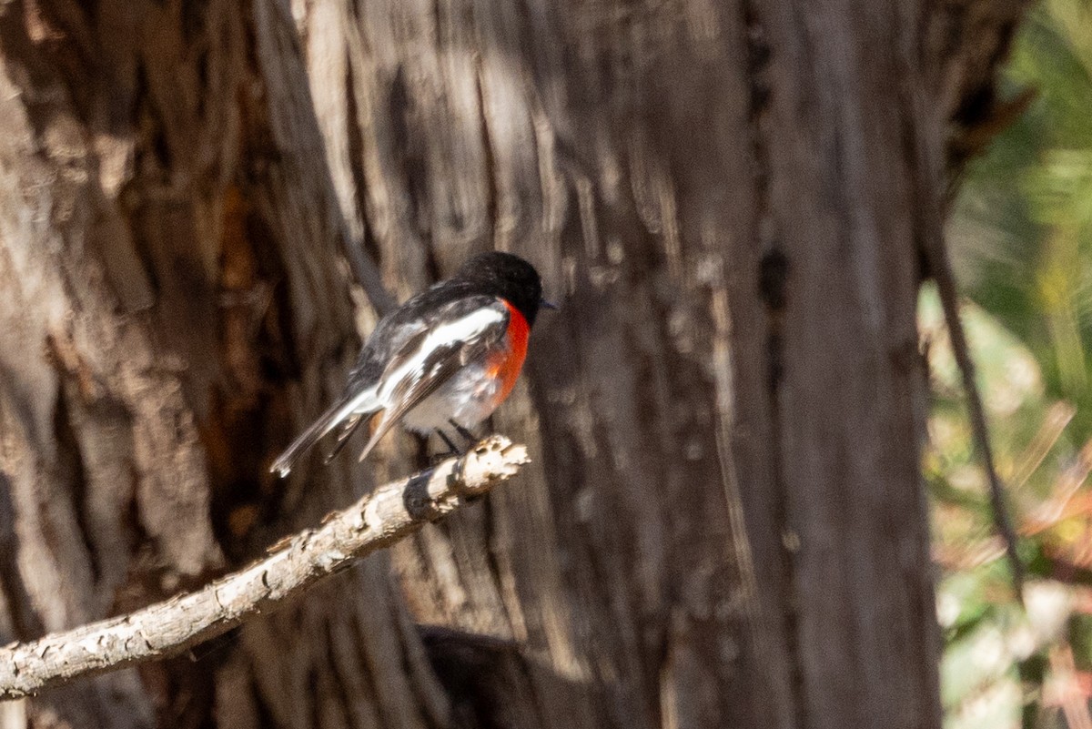 サンショクヒタキ - ML622058219