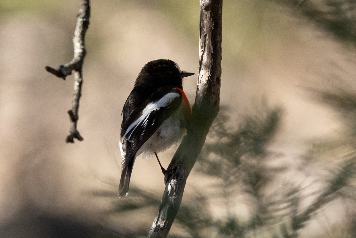 Scarlet Robin - ML622058220