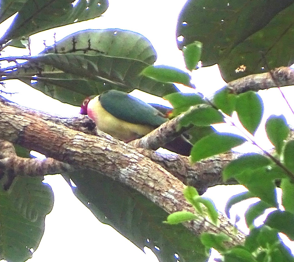 Jambu Fruit-Dove - ML622058221