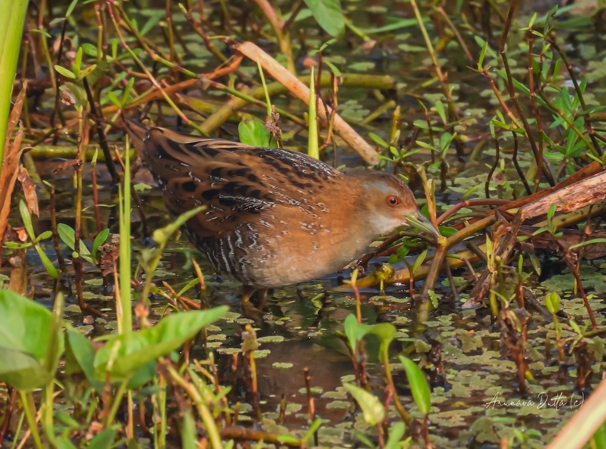 Baillon's Crake - ML622058222