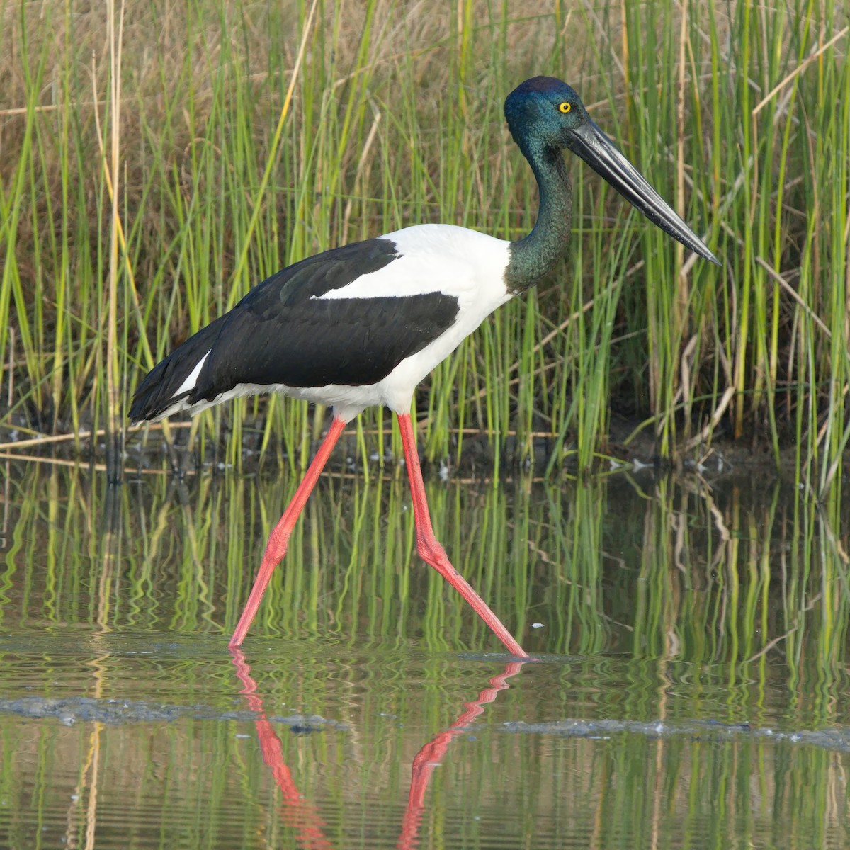 Black-necked Stork - ML622058223