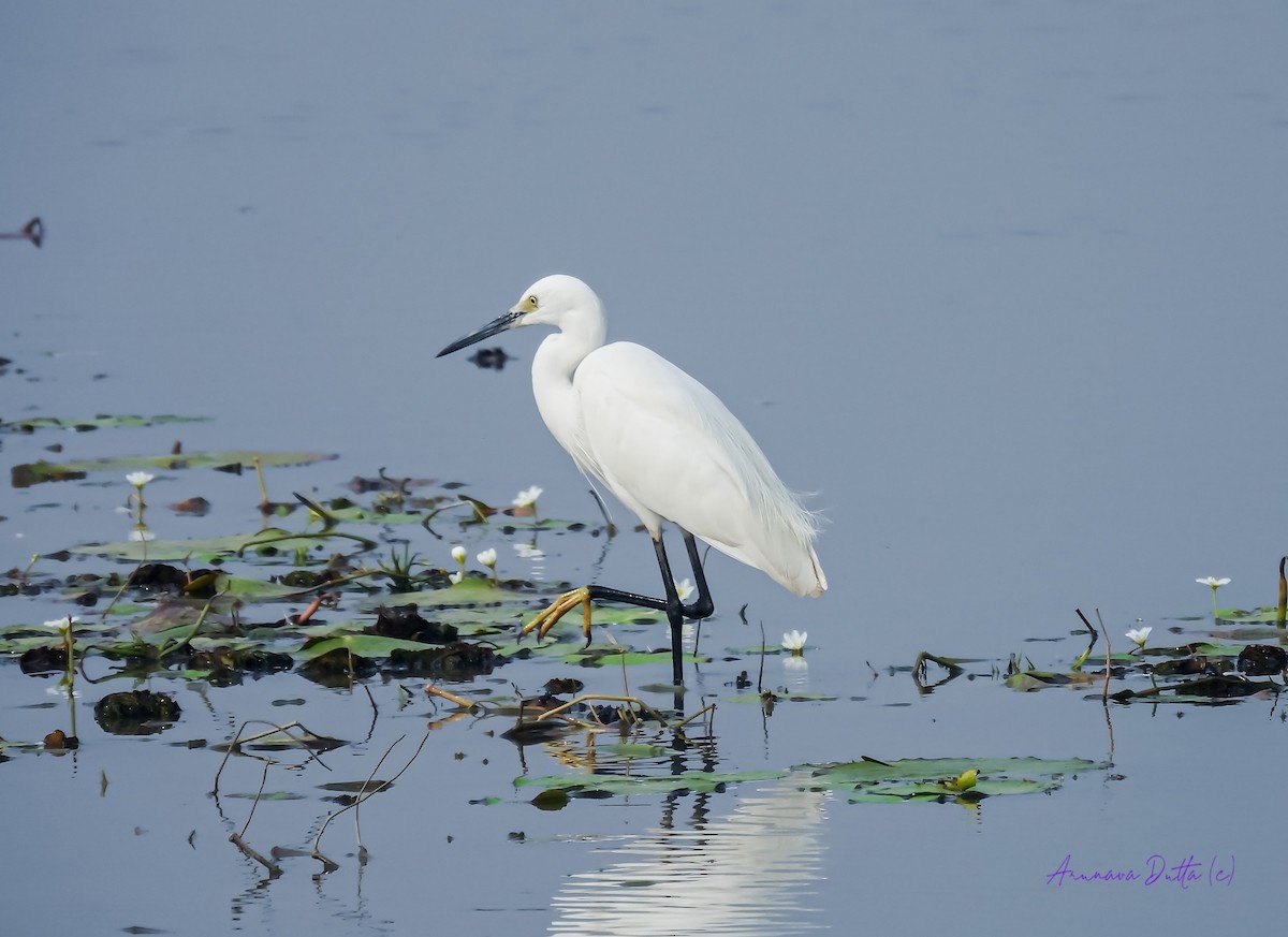 Little Egret - ML622058224