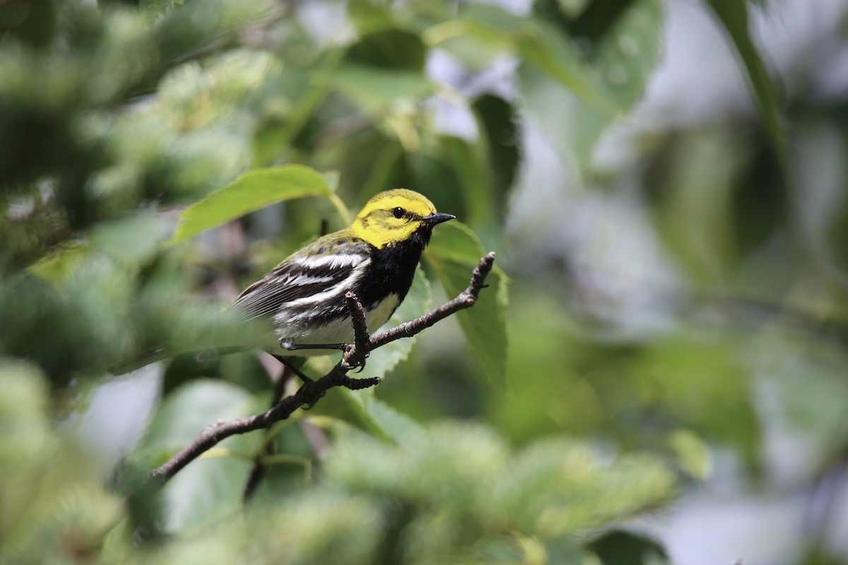 Black-throated Green Warbler - ML622058225