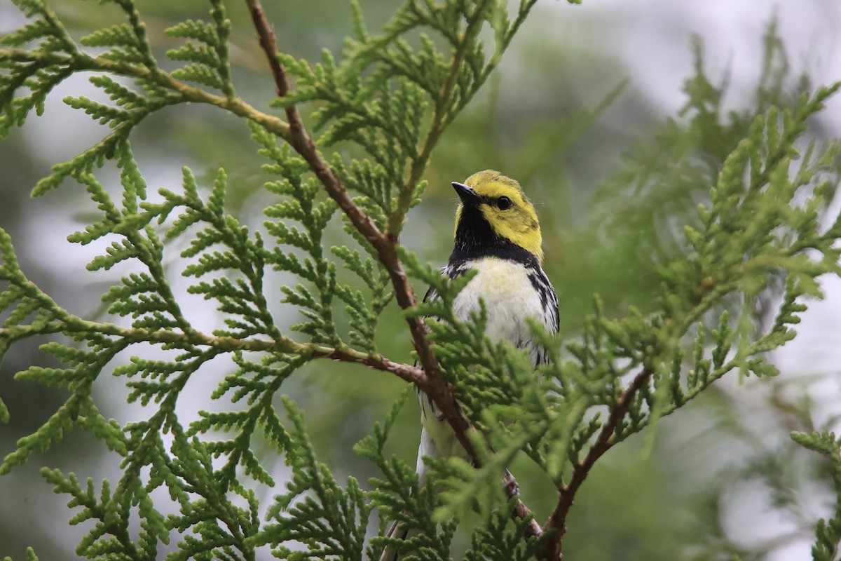 Black-throated Green Warbler - ML622058226