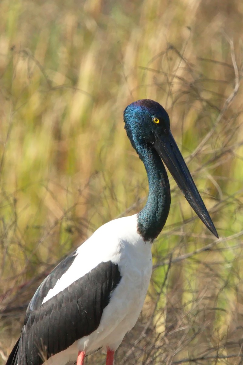 Black-necked Stork - ML622058227