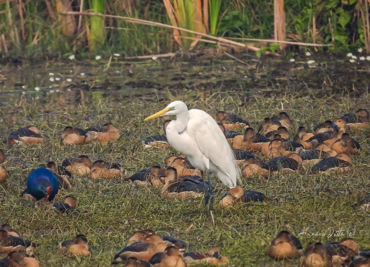 Great Egret - ML622058228