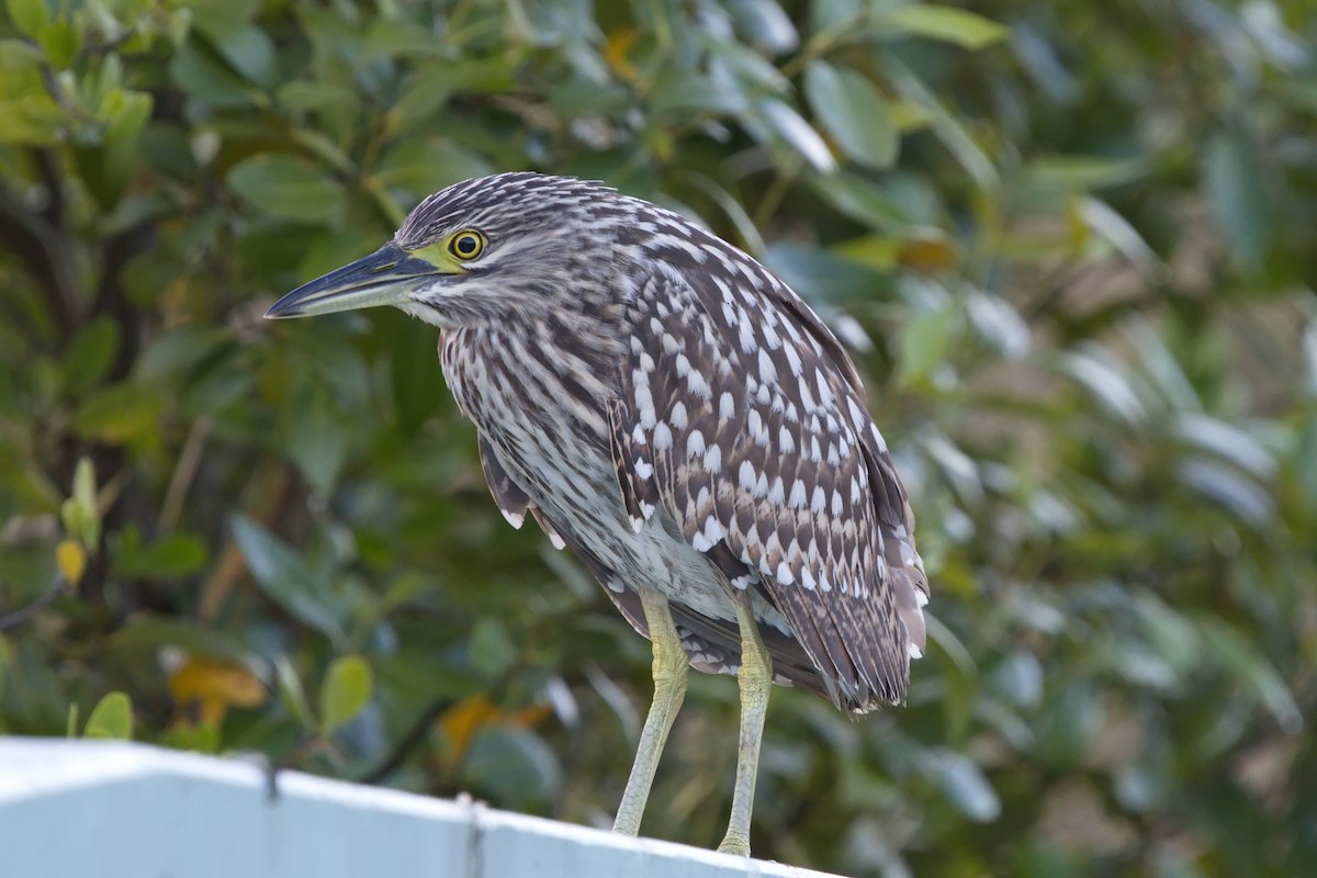 Nankeen Night Heron - ML622058229