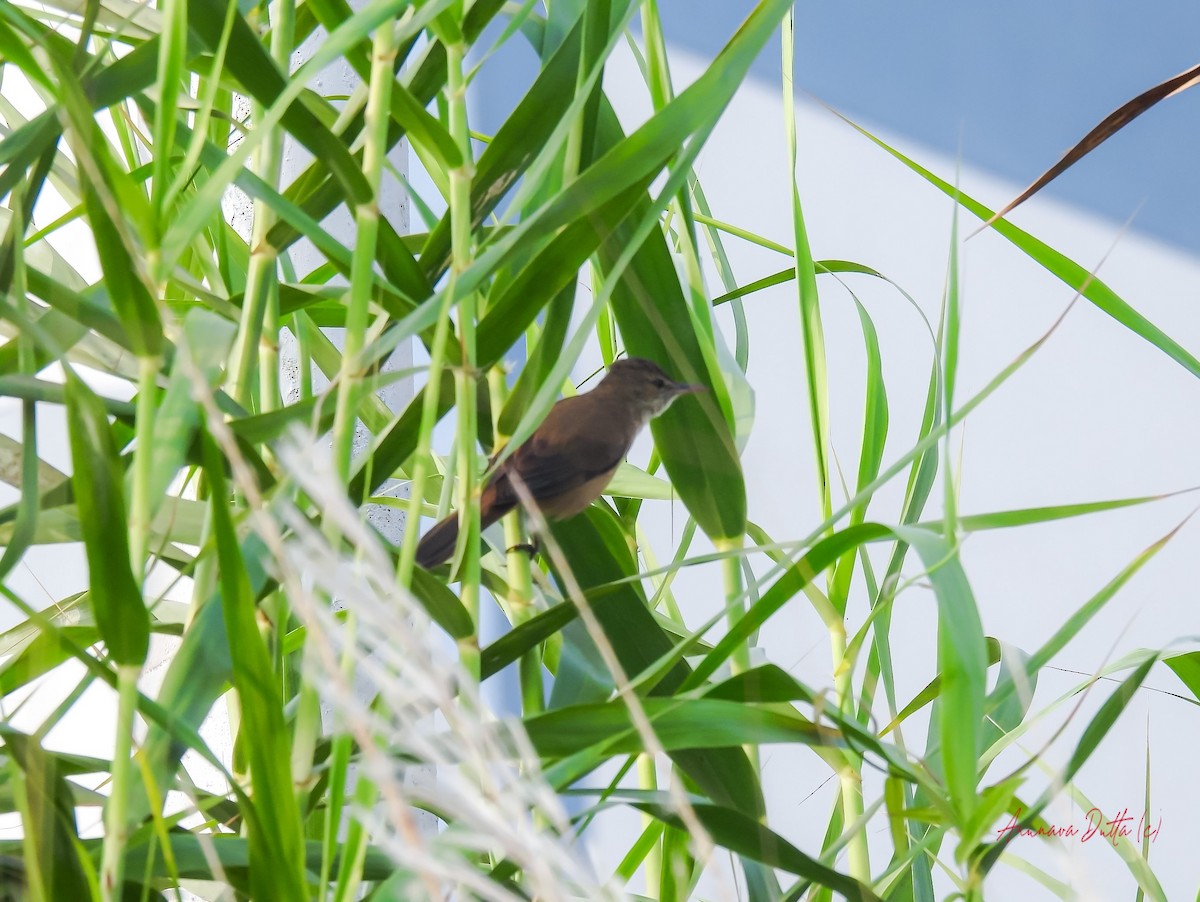 Clamorous Reed Warbler - ML622058230