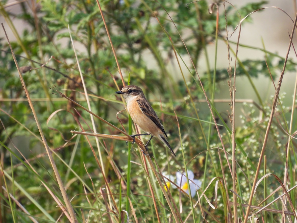 Siberian Stonechat - ML622058231