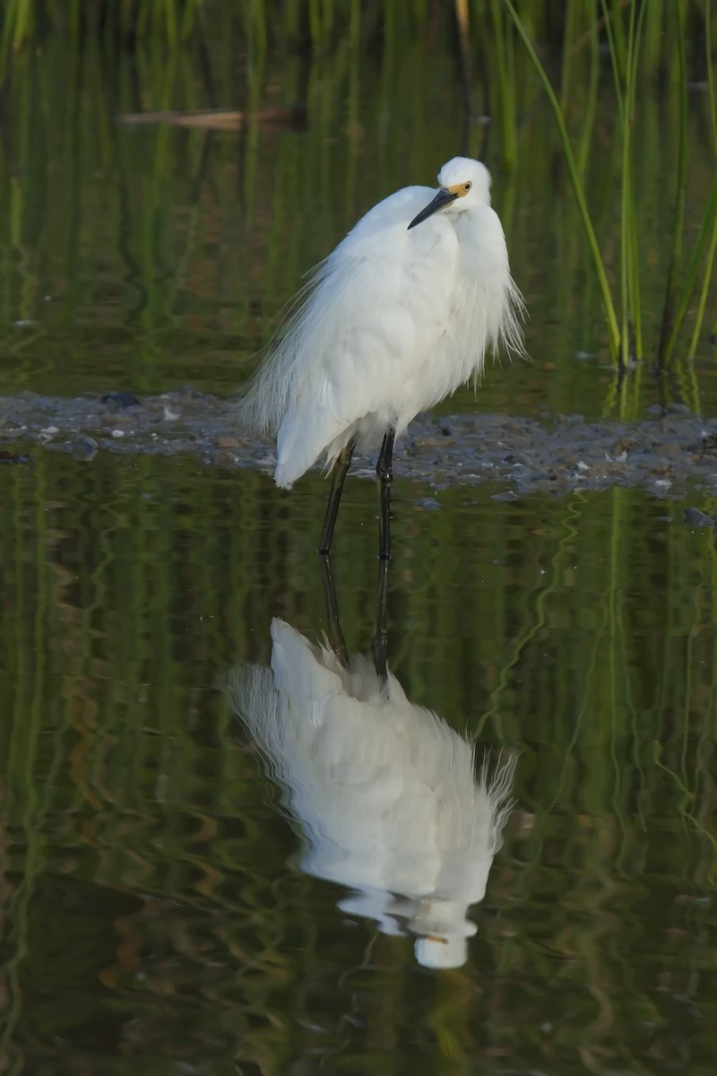 小白鷺 - ML622058232