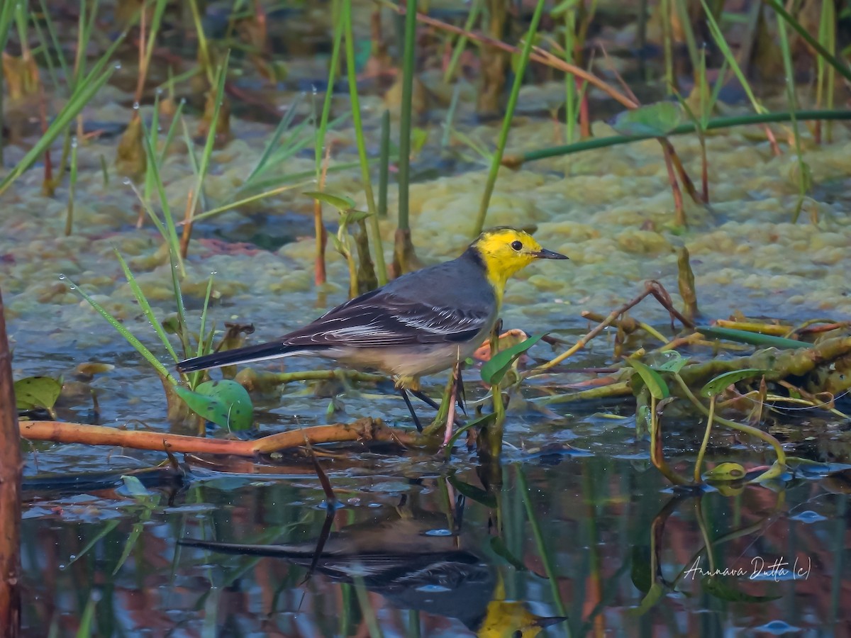 Citrine Wagtail - ML622058233